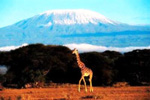 kilimanjaro park