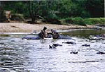 mikumi national park