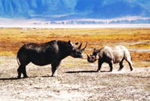 ngorongoro conservation