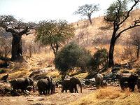 ruaha