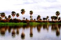 selous game reserve