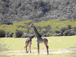 serengeti