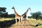 tarangire national park